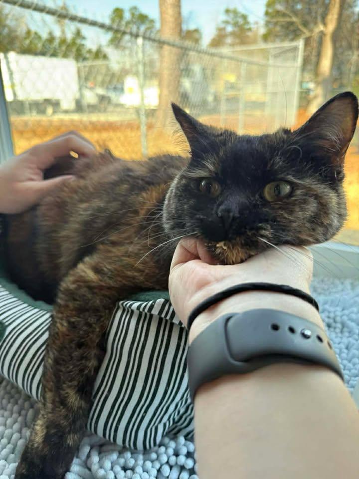 Bonnie, a ADOPTABLE mixed breed in Wilmington, NC image 3/3