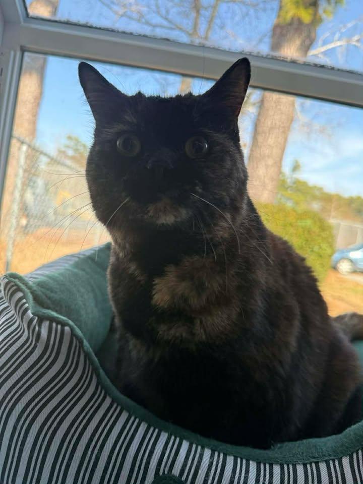 Bonnie, a ADOPTABLE mixed breed in Wilmington, NC image 2/3