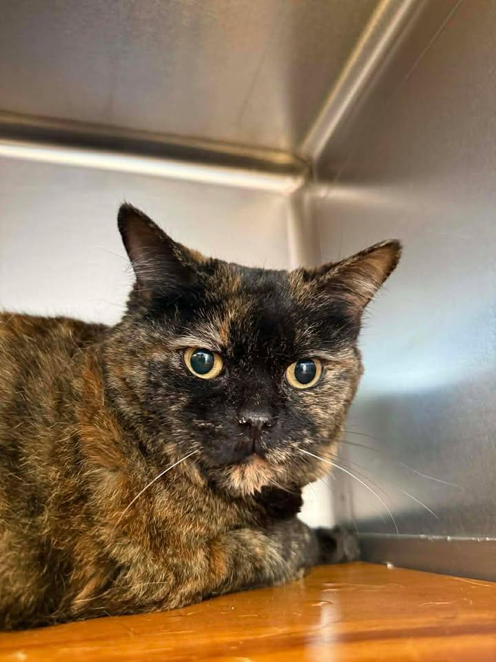Bonnie, ADOPTABLE, Adult Female British Shorthair.