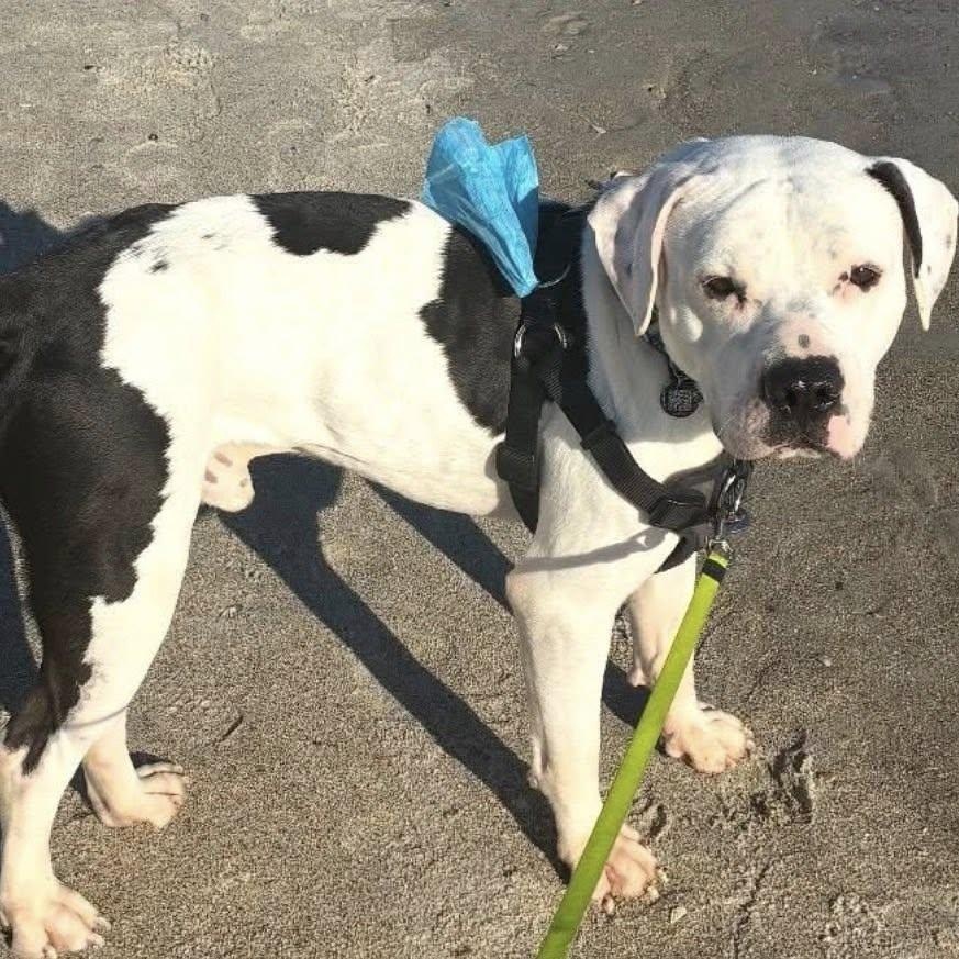 Odie, adopted, Young Male Mixed Breed.