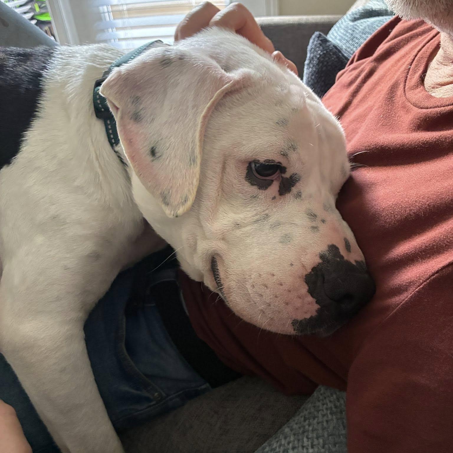 Enlarge Odie, an adopted mixed breed in Calabash, NC image 3/4