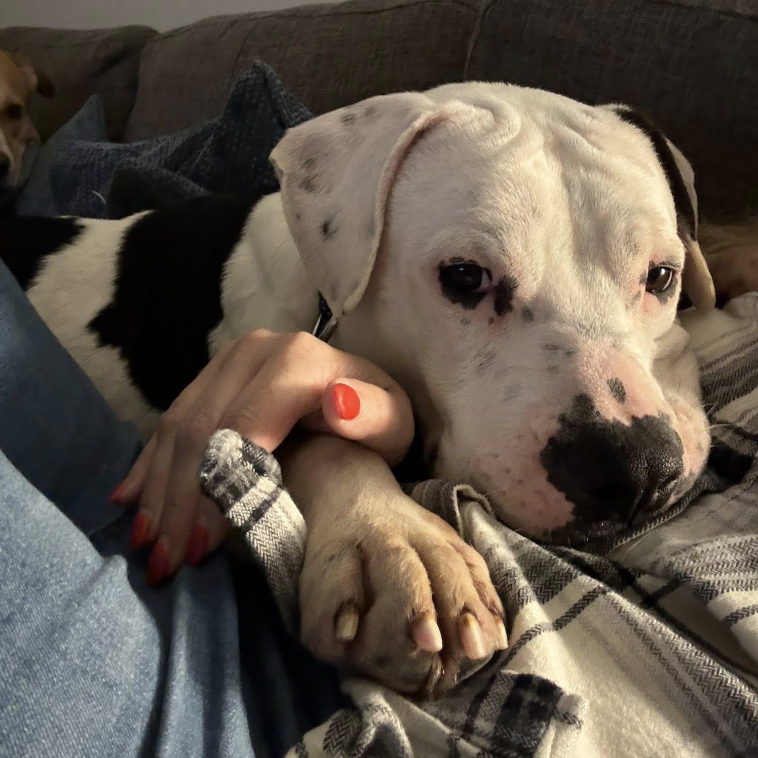 Enlarge Odie, an adopted mixed breed in Calabash, NC image 2/4