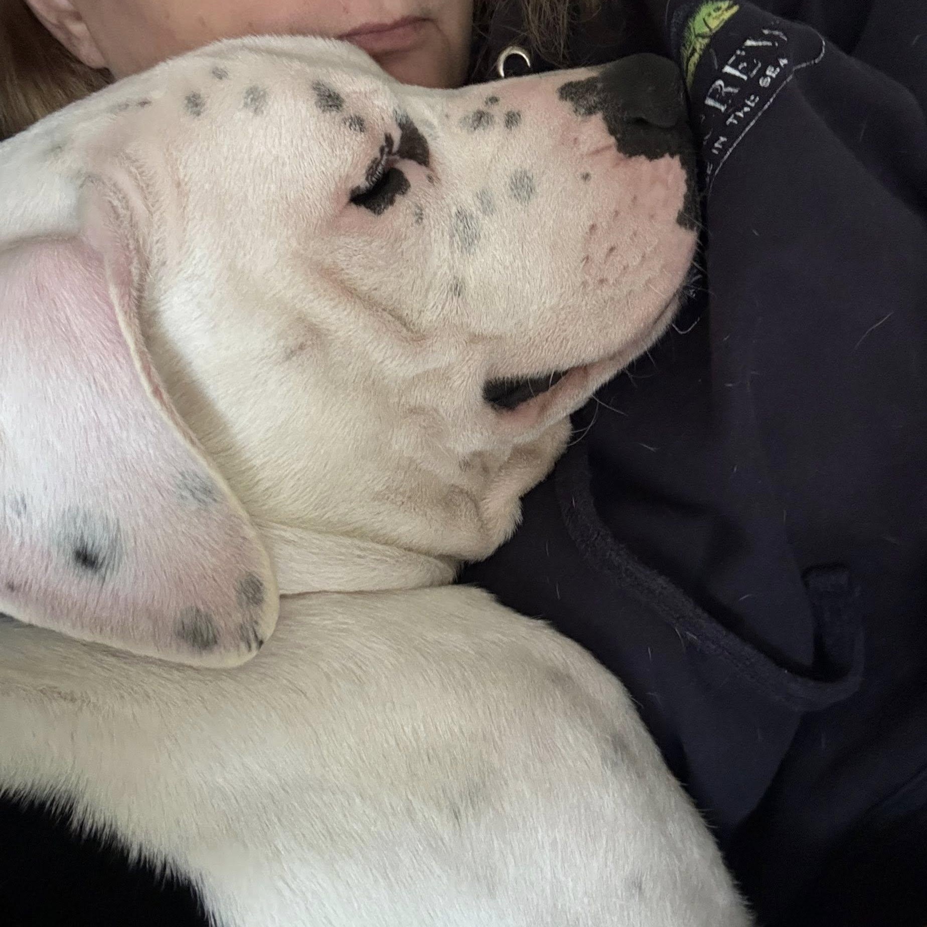 Enlarge Odie, an adopted mixed breed in Calabash, NC image 4/4