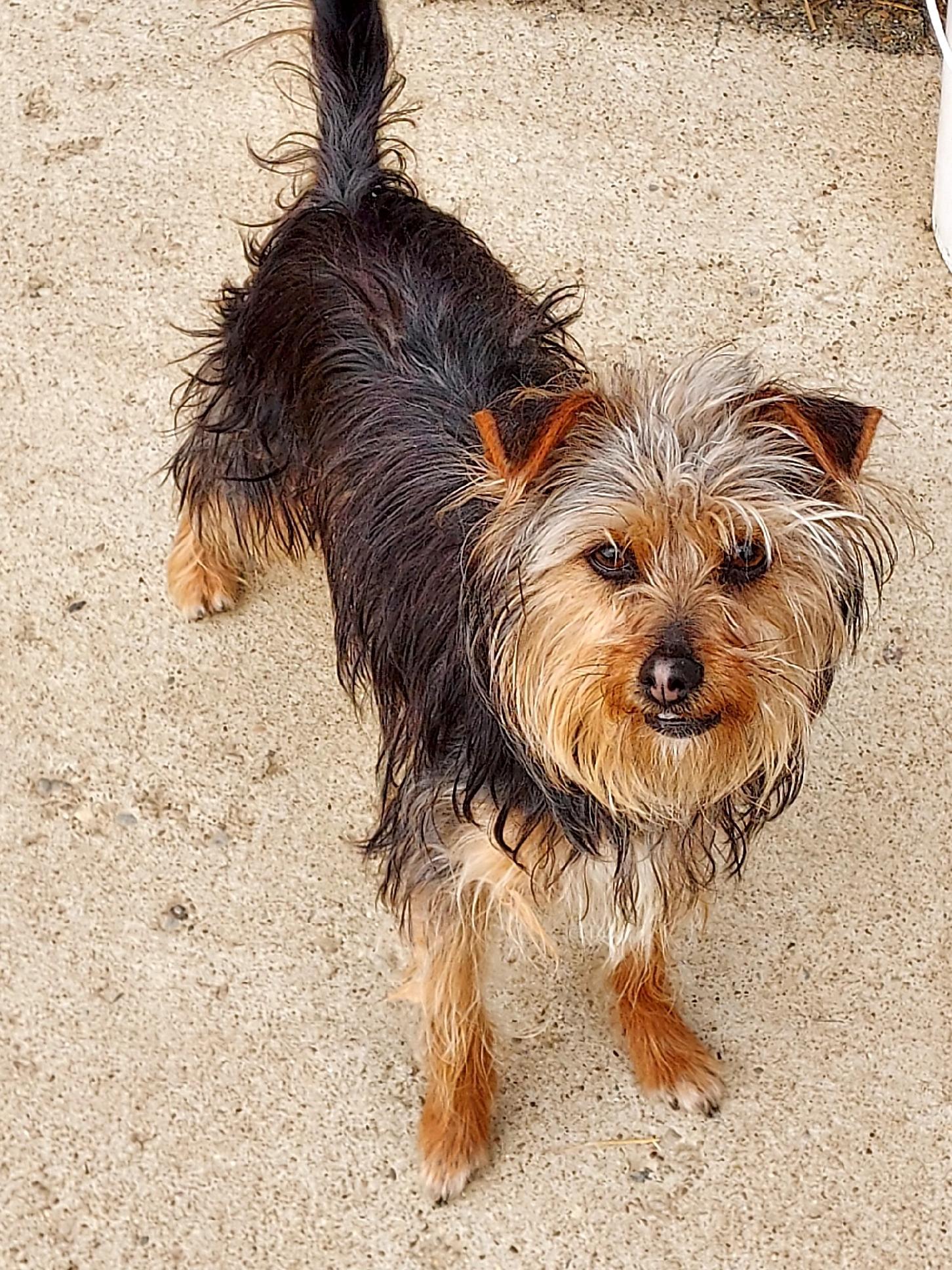 Chico, Adopted, Young Female Yorkshire Terrier.