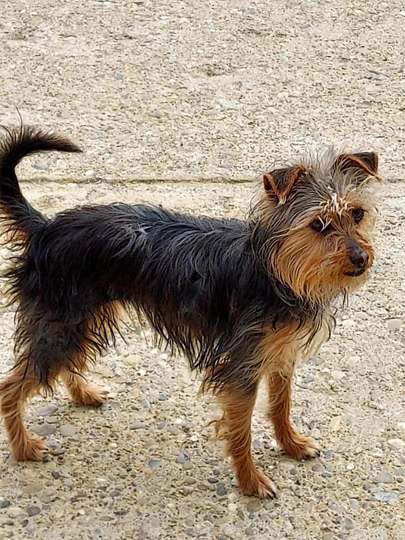 Chico, a Adopted mixed breed in St. Clairsville, OH image 2/2