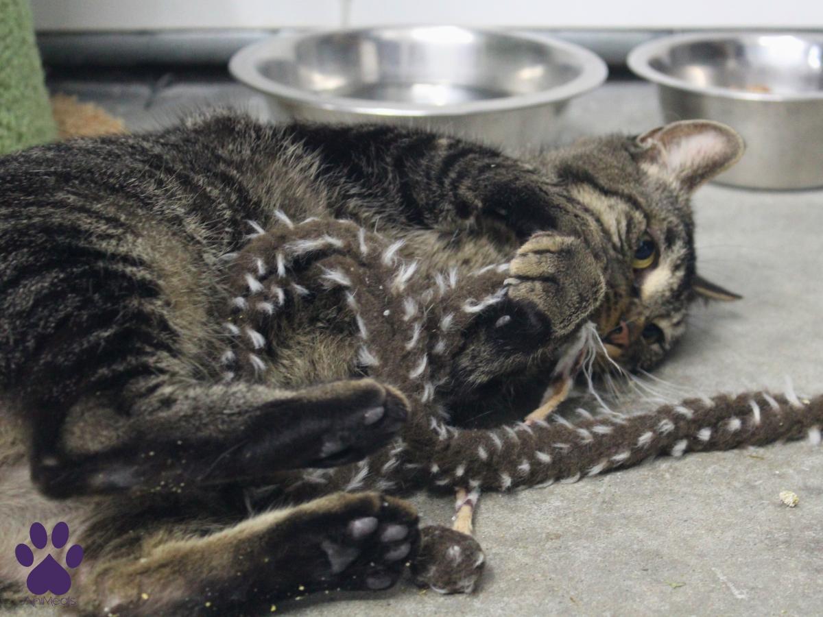 Trey, a Adopted Domestic Short Hair in Missoula, MT image 2/4