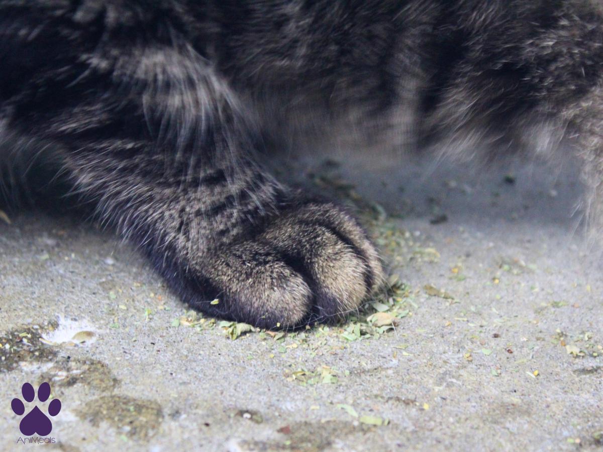Trey, a Adopted Domestic Short Hair in Missoula, MT image 3/4