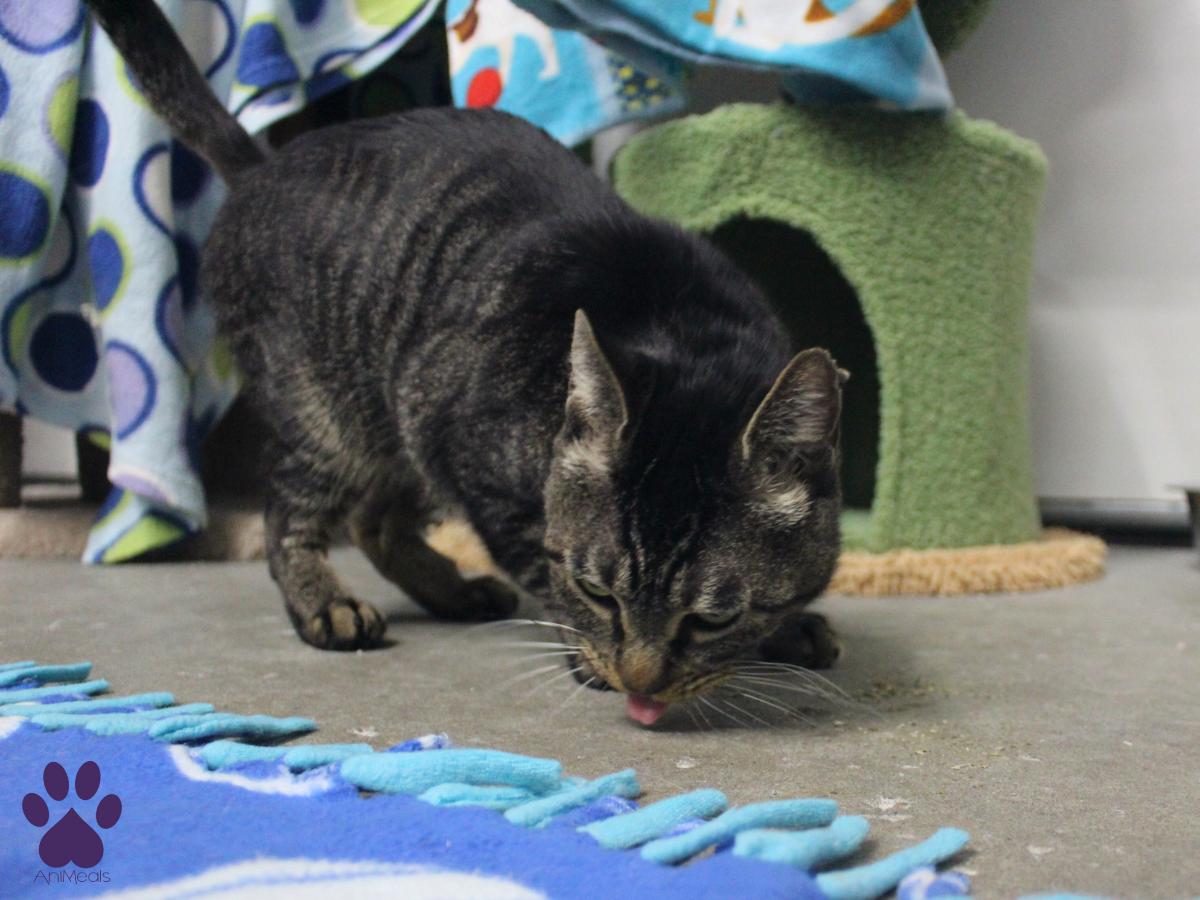 Trey, a Adopted Domestic Short Hair in Missoula, MT image 4/4