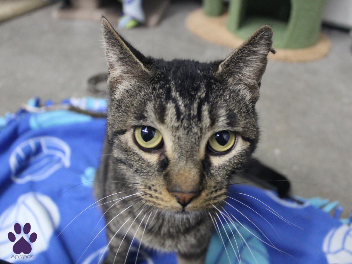 Trey, Adopted, Adult Male Domestic Short Hair.