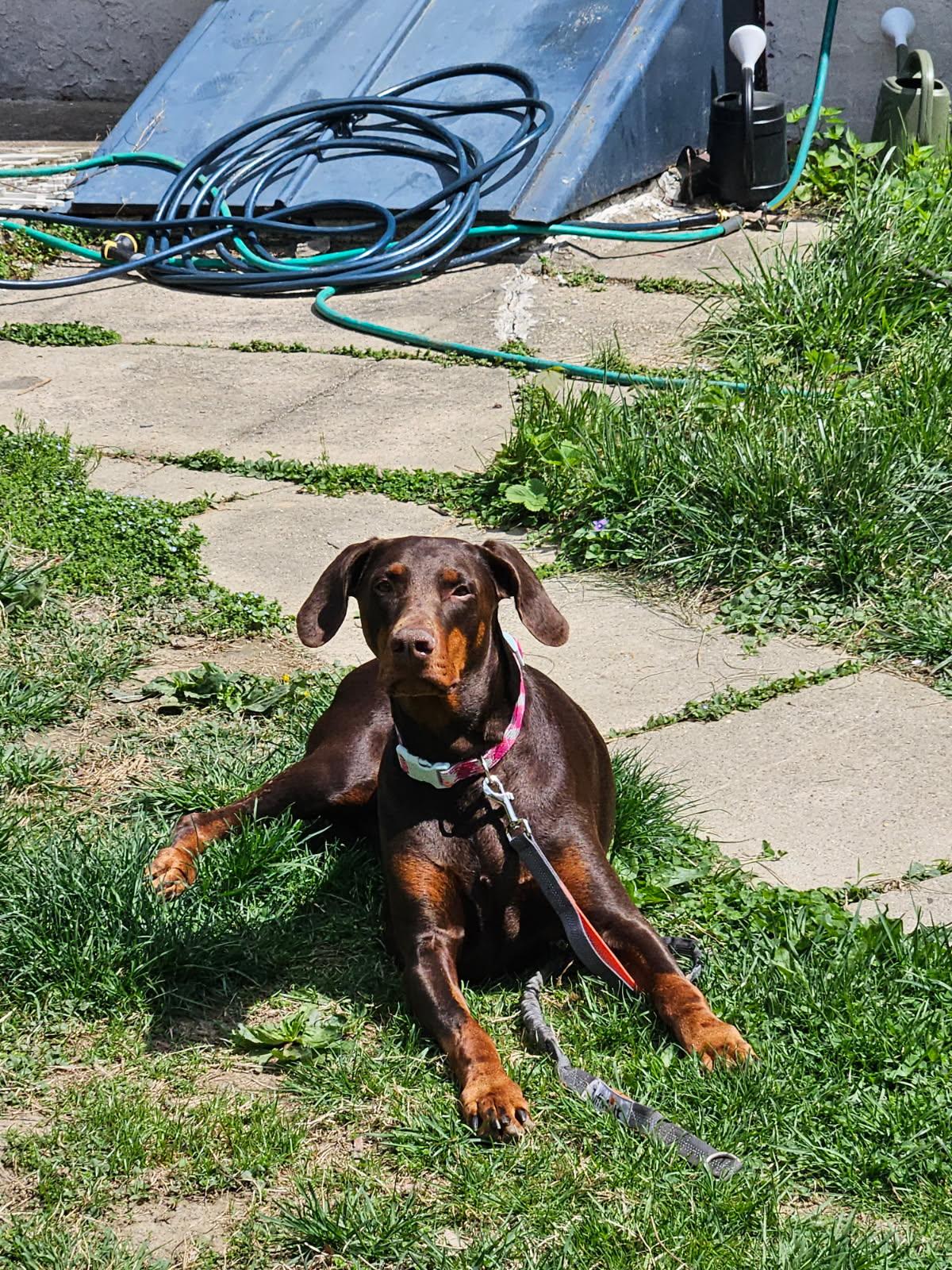 Eowyn, ADOPTABLE, Adult Female Doberman Pinscher.
