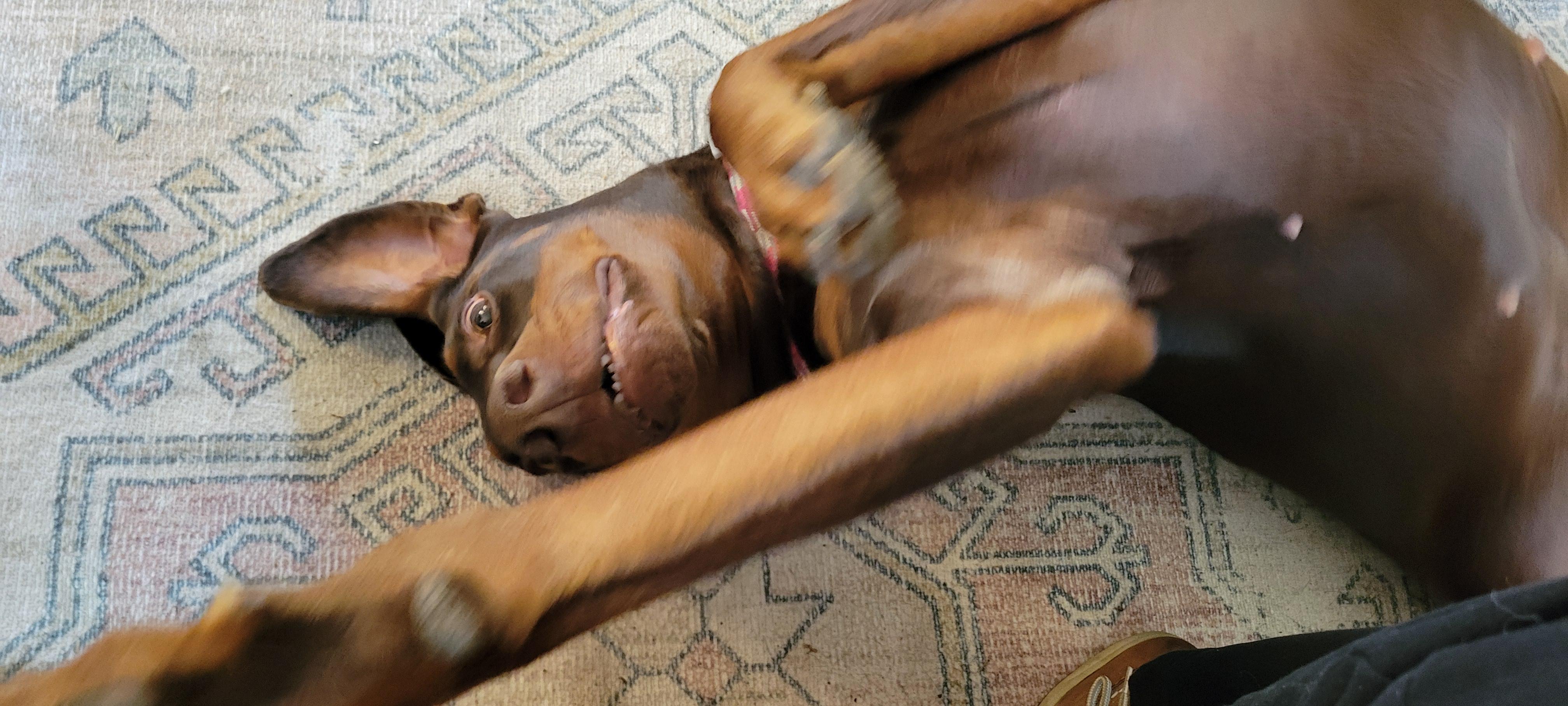 Enlarge Eowyn, a ADOPTABLE Doberman Pinscher in Fleetwood, PA image 4/4