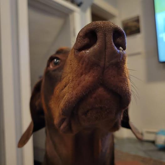 Enlarge Eowyn, a Adoptable Doberman Pinscher in Fleetwood, PA image 1/5