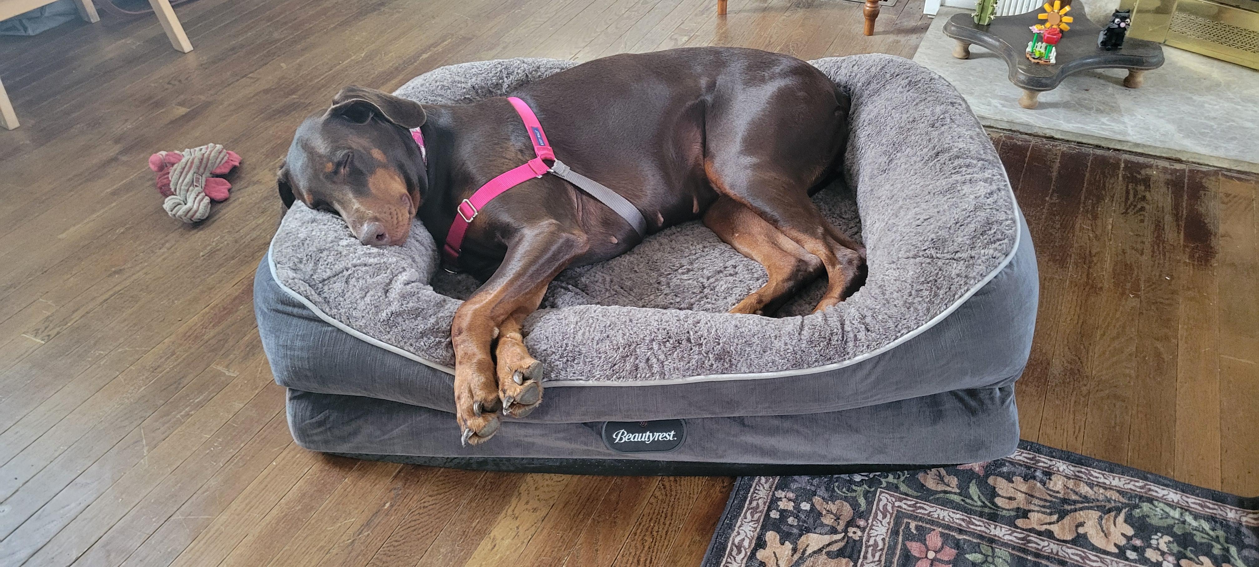 Enlarge Eowyn, a ADOPTABLE Doberman Pinscher in Fleetwood, PA image 3/4