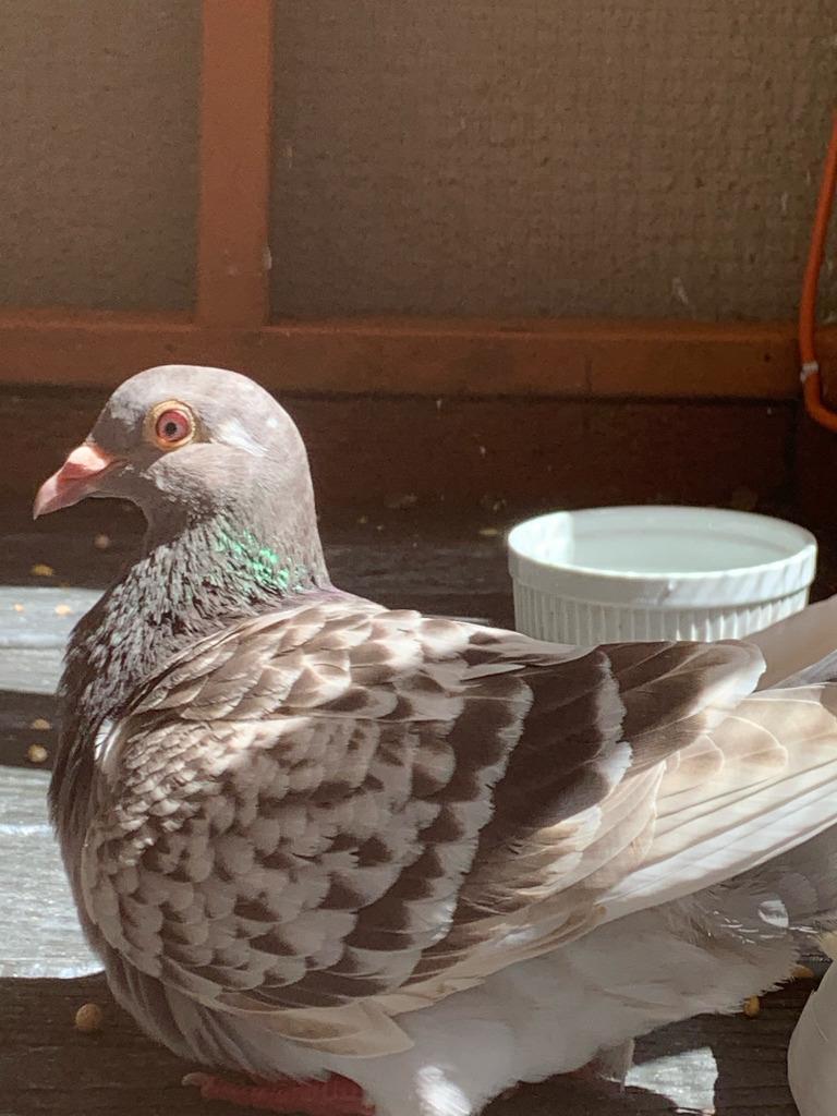 Marble w/Slim, Adoptable, Adult Female Pigeon.