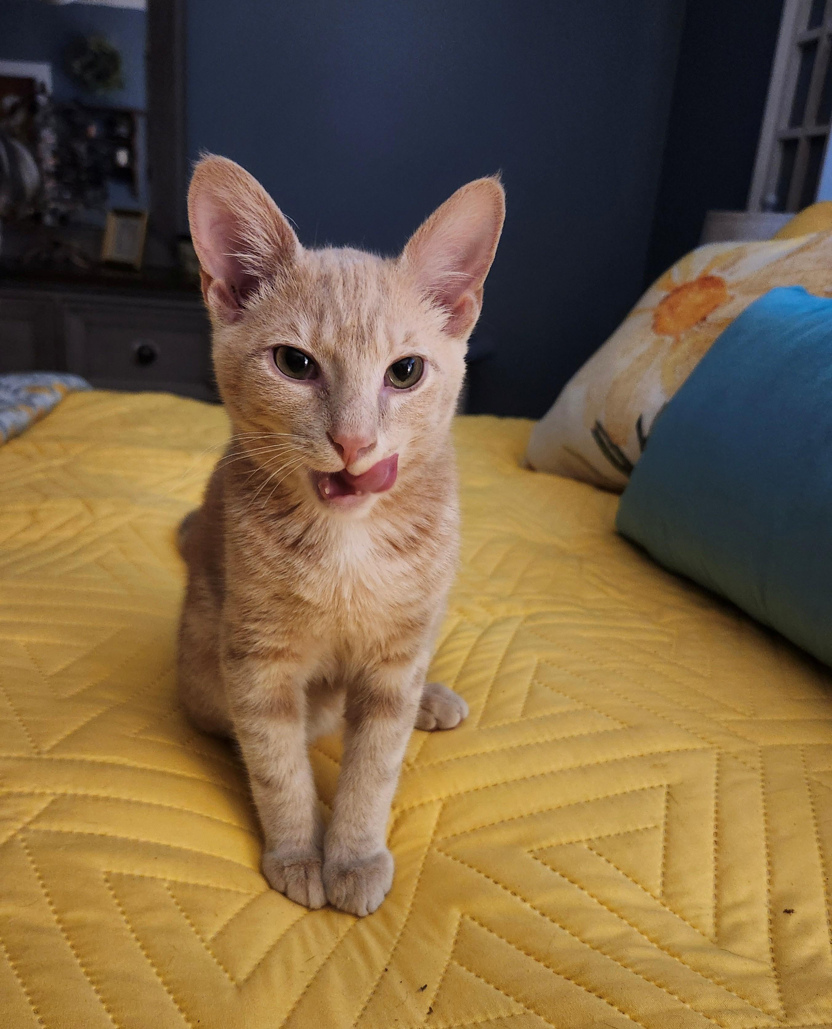 Roomba, a ADOPTABLE Domestic Short Hair in Knoxville, TN image 5/5