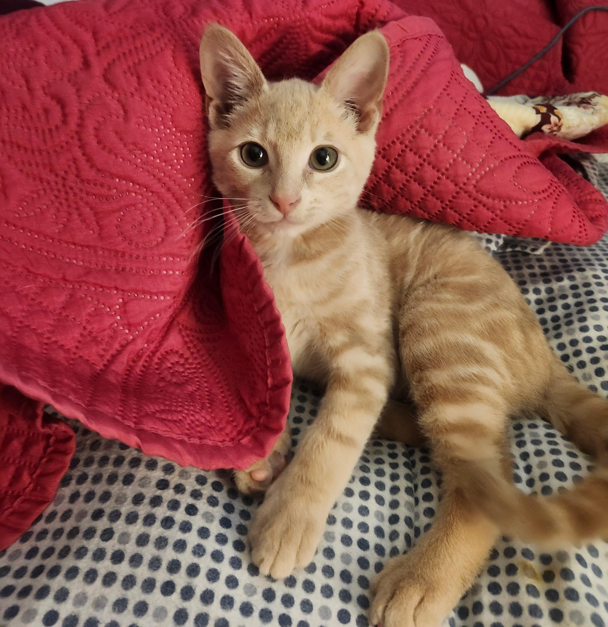 Roomba, a ADOPTABLE Domestic Short Hair in Knoxville, TN image 3/3