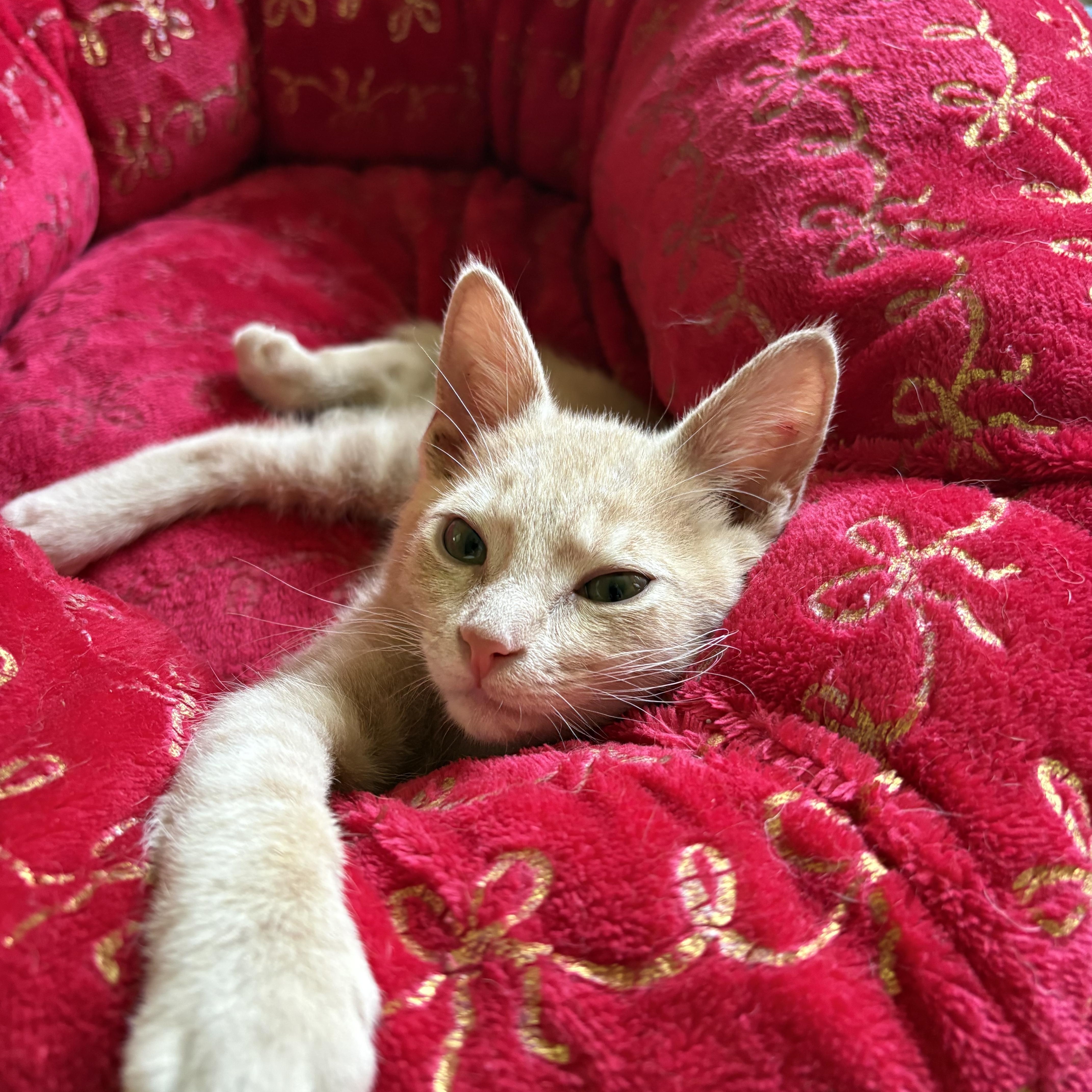 Roomba, a ADOPTABLE Domestic Short Hair in Knoxville, TN image 2/3