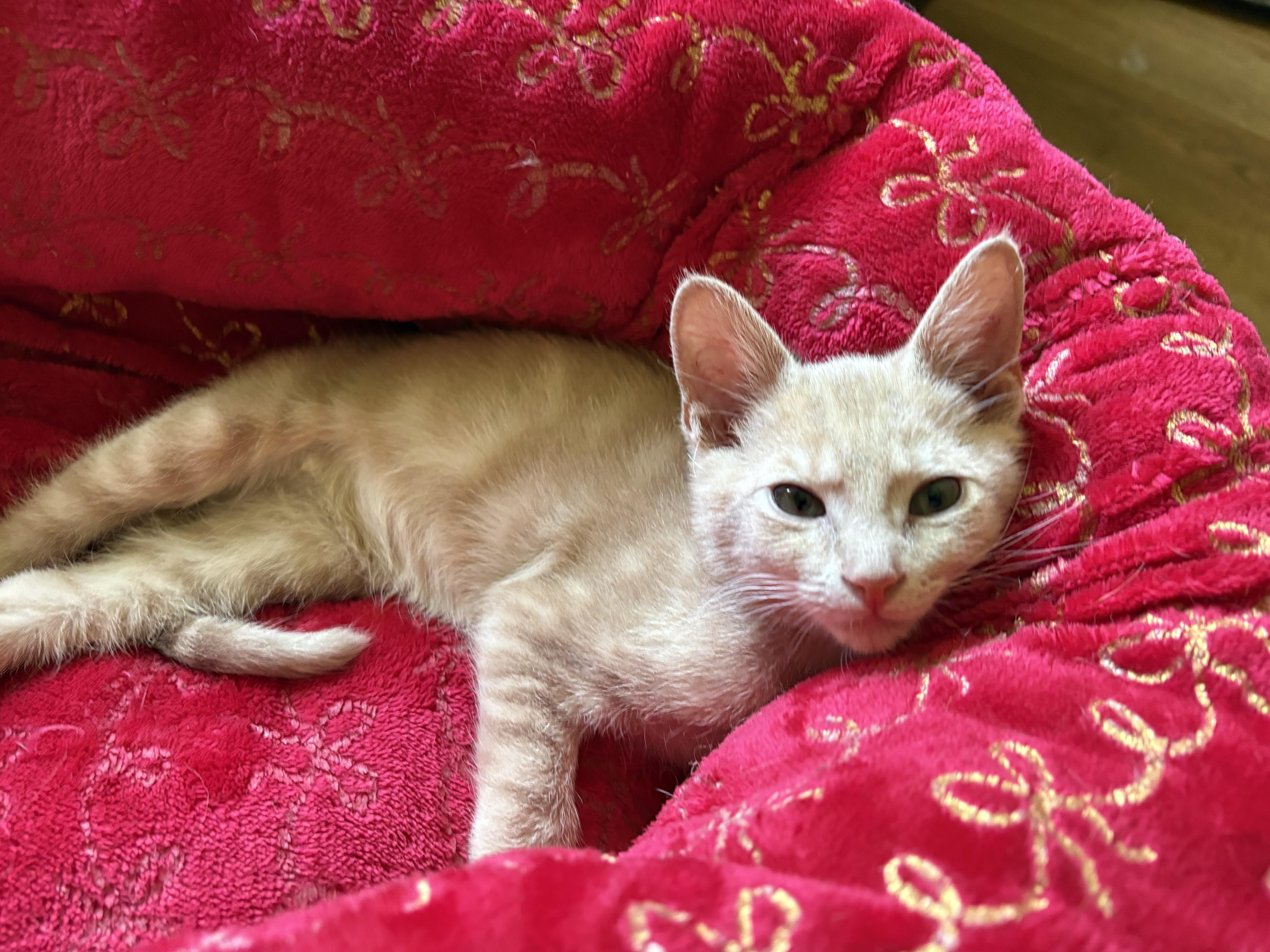 Roomba, ADOPTABLE, Kitten Male Domestic Short Hair.