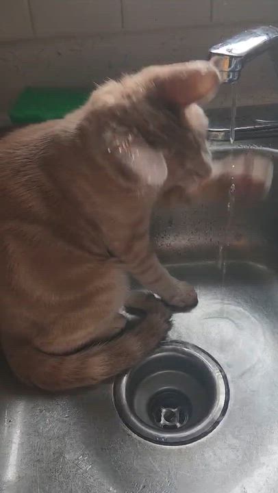 Enlarge Roomba, a ADOPTABLE Domestic Short Hair in Knoxville, TN video 6/6