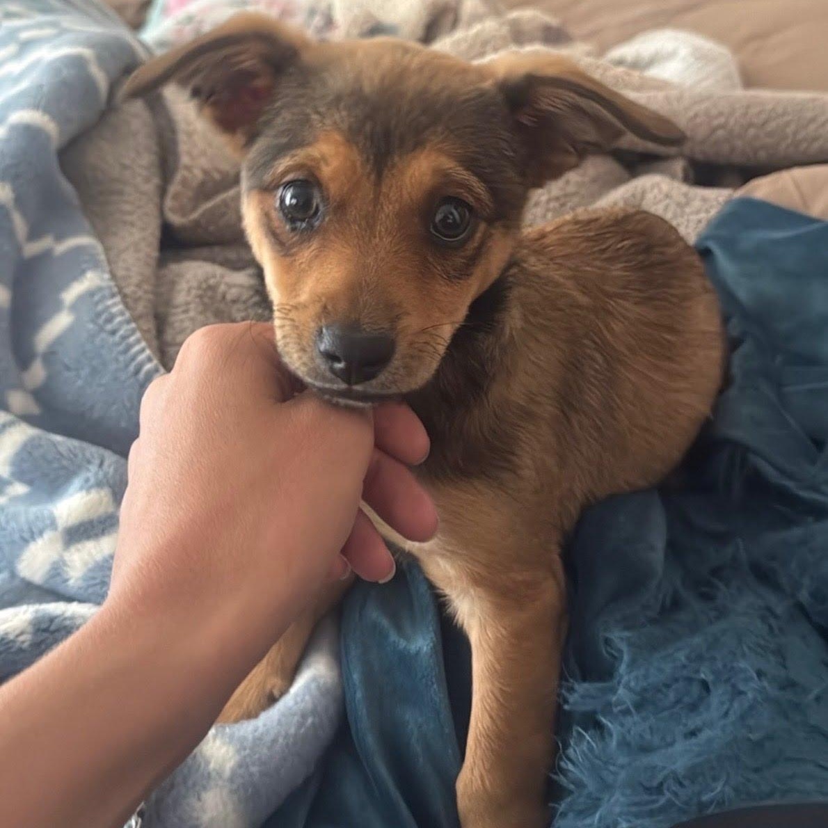 Tilly, Adoptable, Puppy Female Dachshund & Chihuahua.