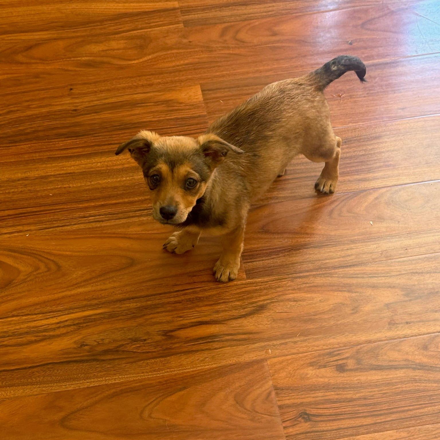 Tilly, a Adoptable mixed breed in Spokane, WA image 2/2