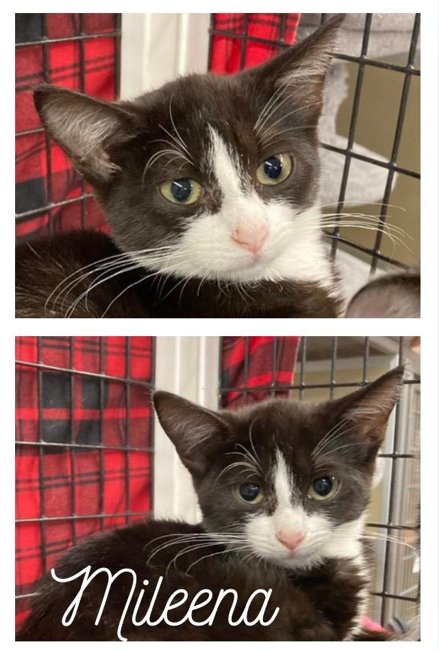 Mileena, Adoptable, Young Female Domestic Short Hair.