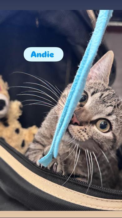 Andie