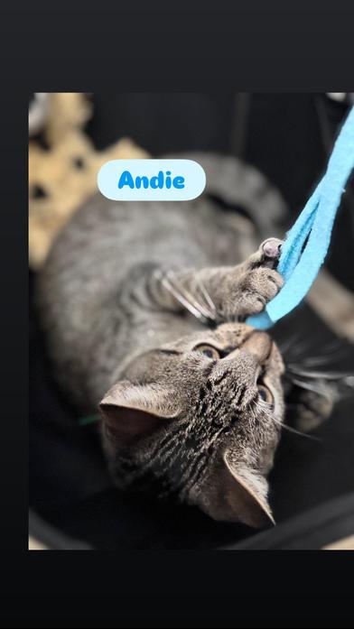 Andie