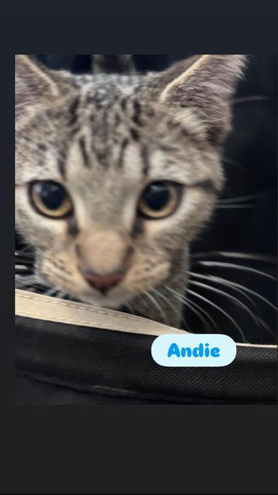 Andie