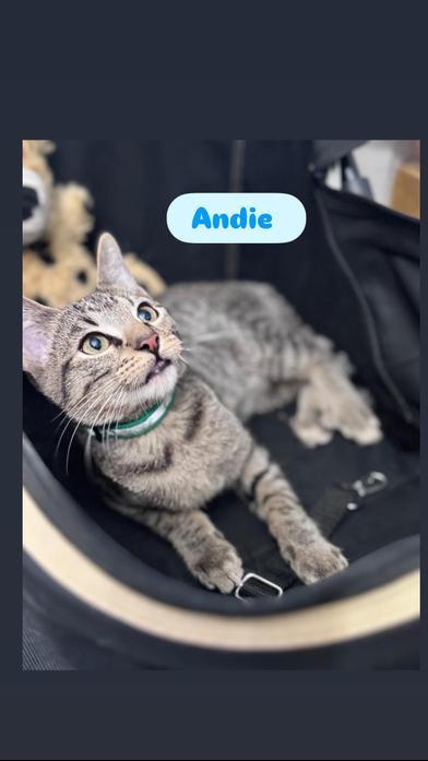 Andie