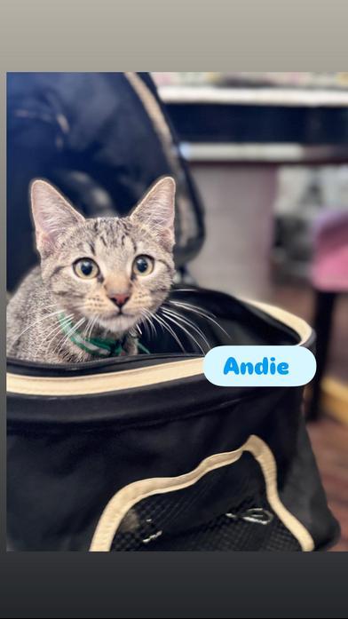 Andie