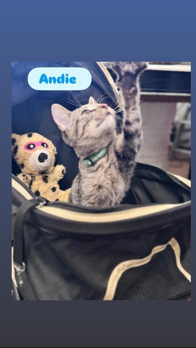Andie