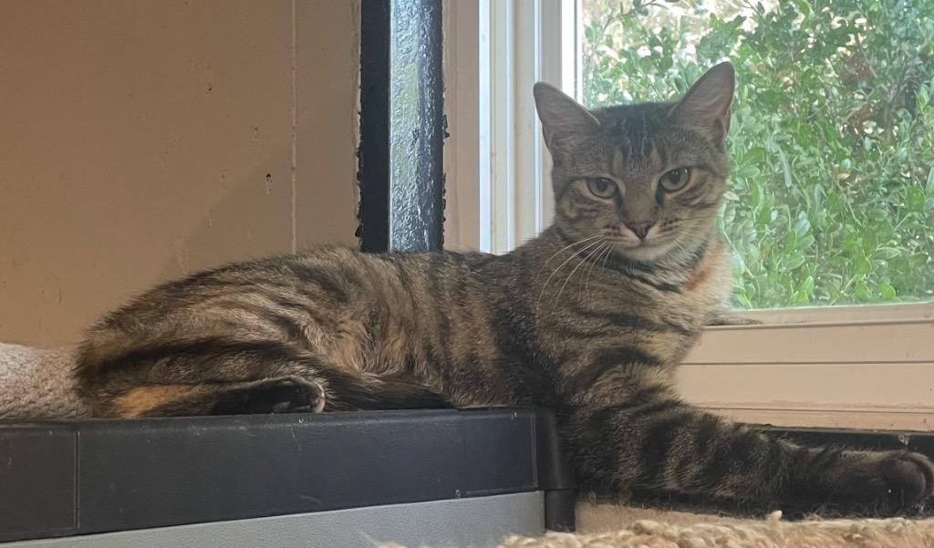 Skye, Adoptable, Adult Female Domestic Short Hair.
