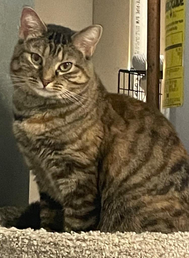 Enlarge Skye, a Adoptable mixed breed in Ballwin, MO image 3/5