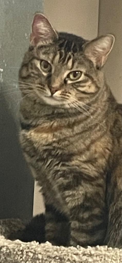 Enlarge Skye, a Adoptable mixed breed in Ballwin, MO image 4/5