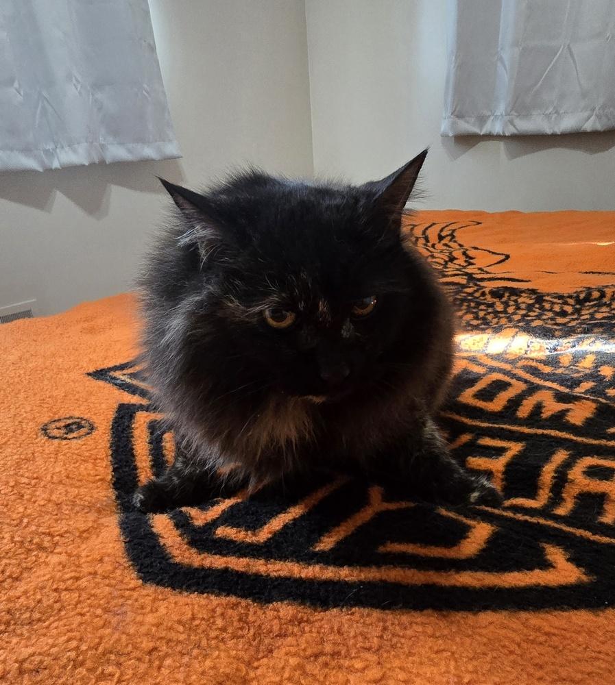 Enlarge AURORA, a Adoptable Domestic Medium Hair in Broomfield, CO image 1/3