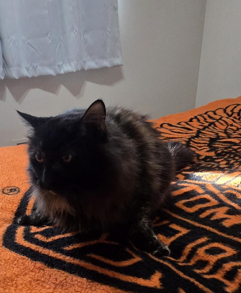 Enlarge AURORA, a Adoptable Domestic Medium Hair in Broomfield, CO image 2/3