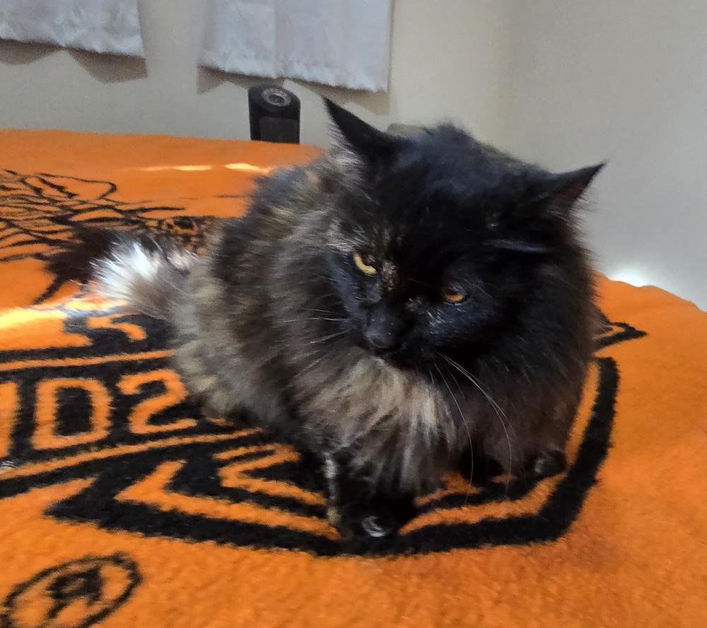 Enlarge AURORA, a Adoptable Domestic Medium Hair in Broomfield, CO image 3/3