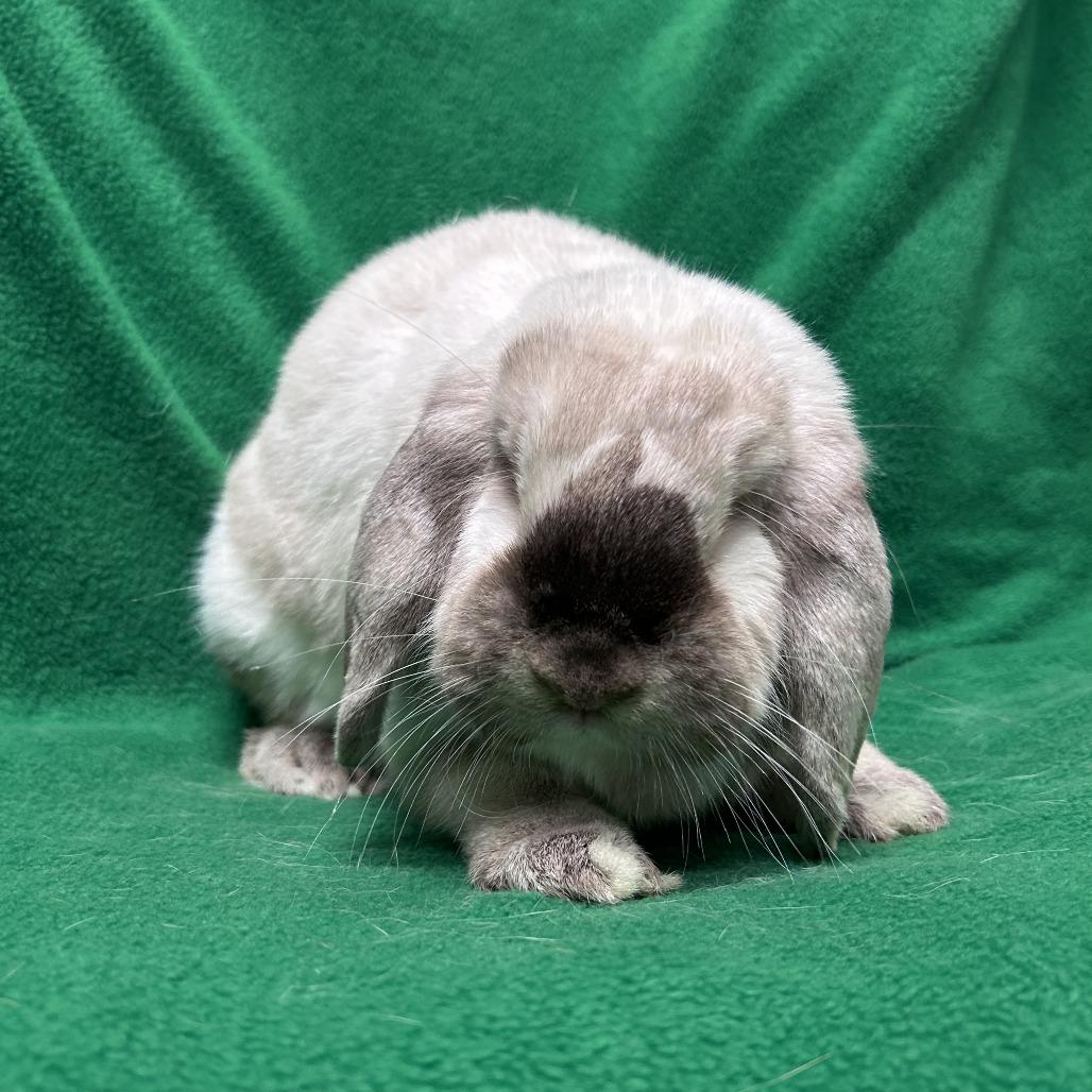 Lola, Adopted, Adult Female Mini Lop.