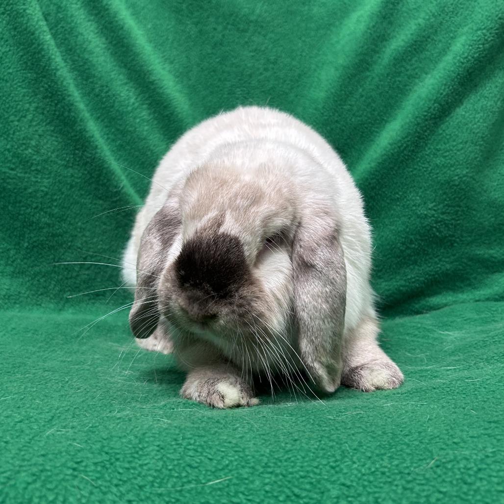 Enlarge Lola, a Adopted Mini Lop in Oak Park, IL image 2/6