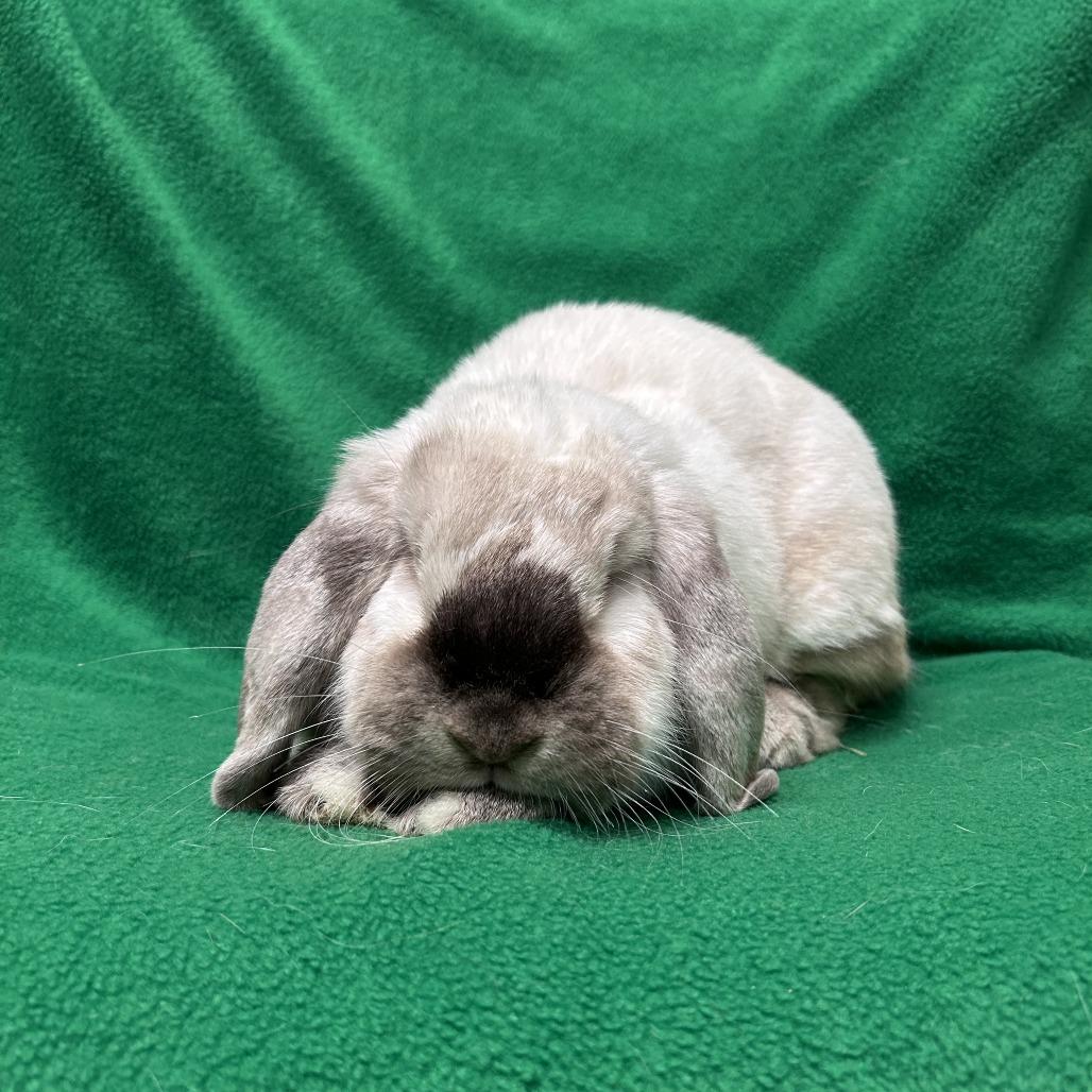 Enlarge Lola, a Adopted Mini Lop in Oak Park, IL image 3/6