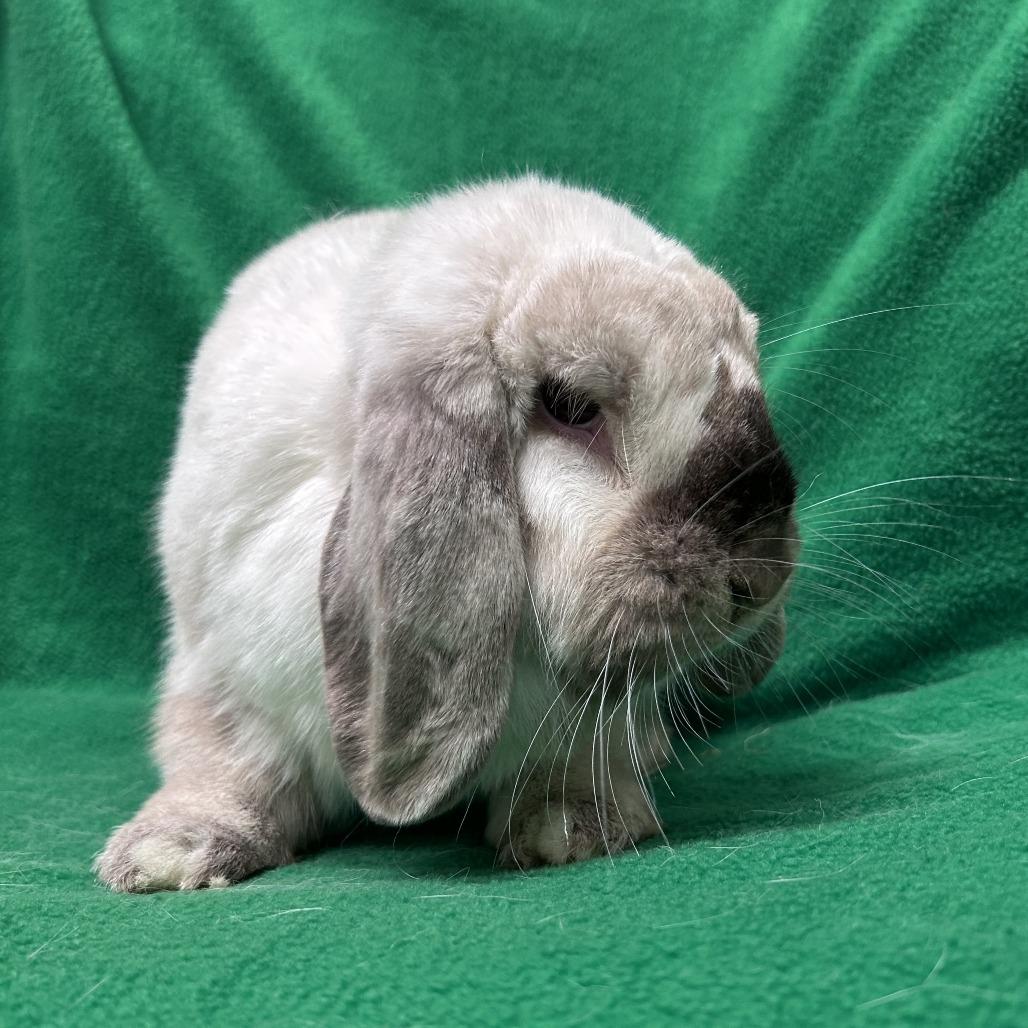 Enlarge Lola, a Adopted Mini Lop in Oak Park, IL image 4/6
