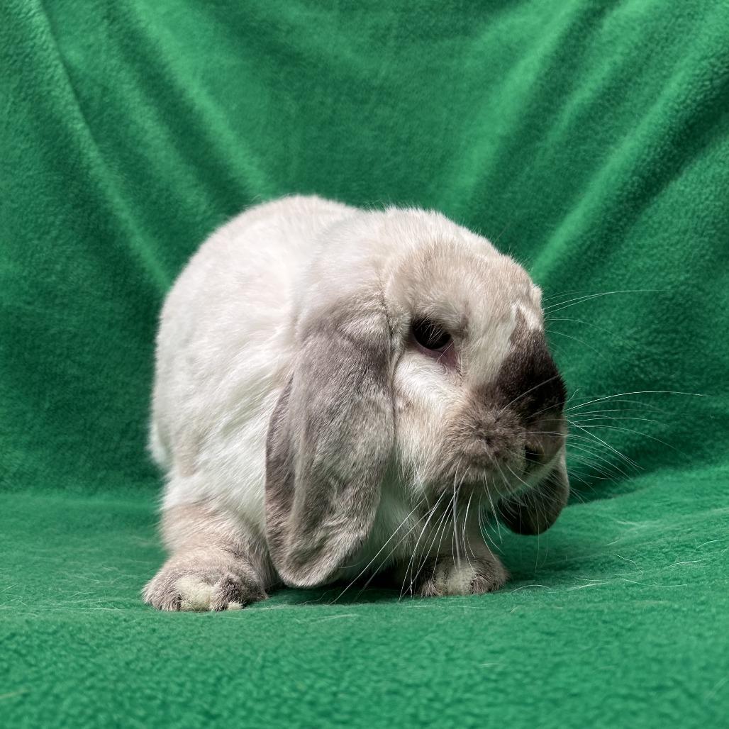 Enlarge Lola, a Adopted Mini Lop in Oak Park, IL image 5/6