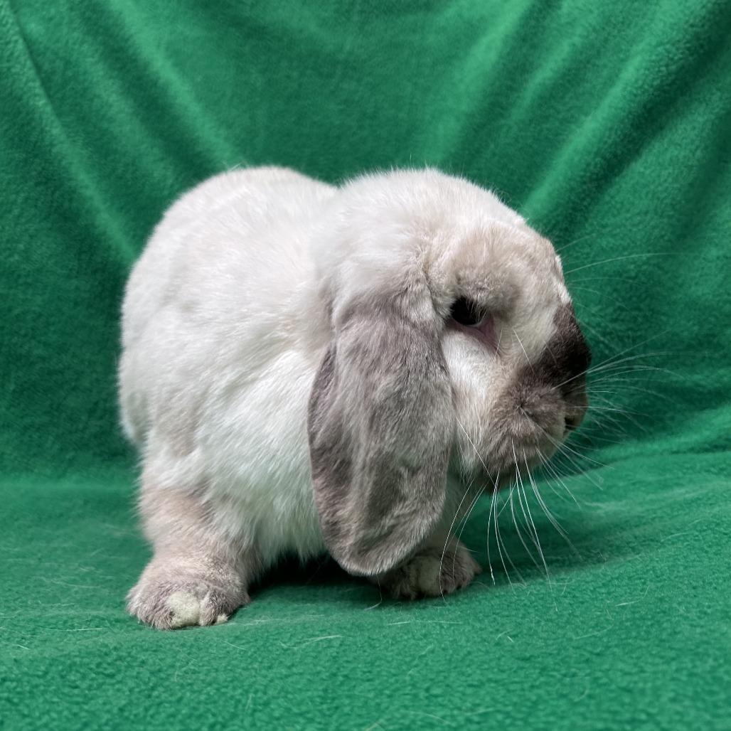 Enlarge Lola, a Adopted Mini Lop in Oak Park, IL image 6/6