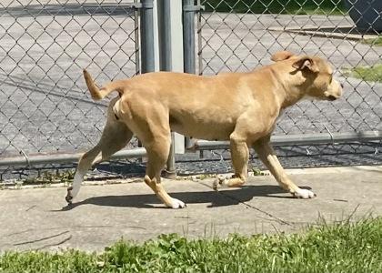 Molly, a ADOPTABLE Pit Bull Terrier in Glasgow, KY image 2/2