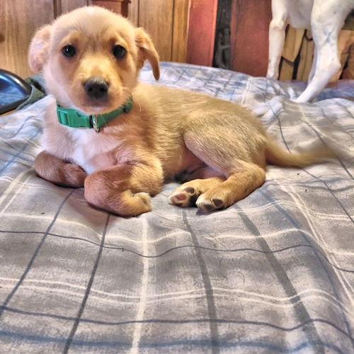 Enlarge Jovi, a Adopted mixed breed in Rutherfordton, NC image 1/3