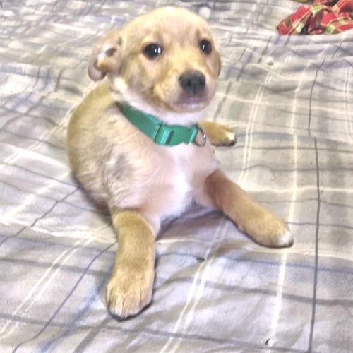 Enlarge Jovi, a Adopted mixed breed in Rutherfordton, NC image 2/3