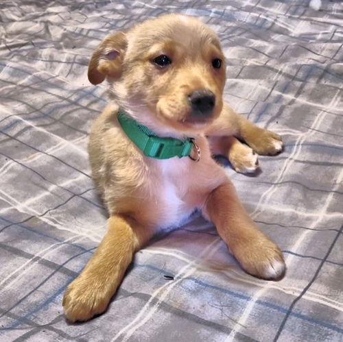 Enlarge Jovi, a Adopted mixed breed in Rutherfordton, NC image 3/3