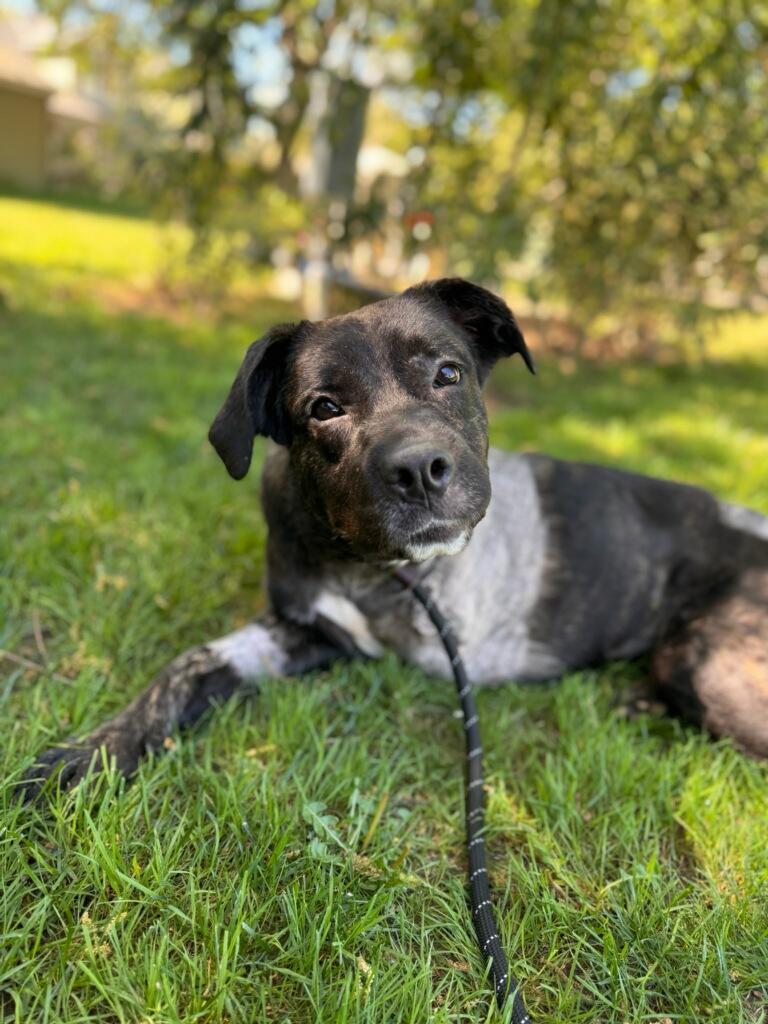 Enlarge Raven , a Adoptable mixed breed in Oakland, CA image 1/6