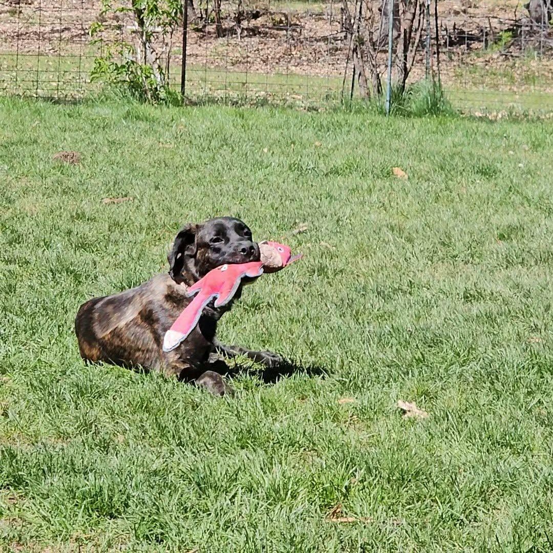 Enlarge Raven , a Adoptable mixed breed in Oakland, CA image 4/6